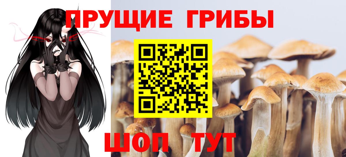 Братск  Галлюциногенные грибы Psilocybine cubensis  Псилоцибиновые грибы Psilocybine cubensis  Вход с VPN 
